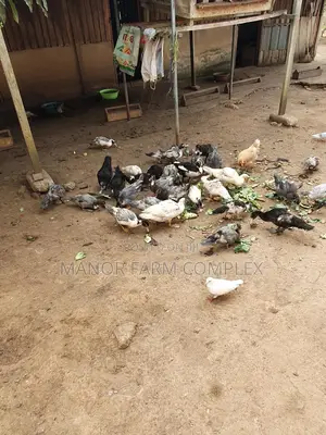 Young Exotic & Local Organic Duck Available