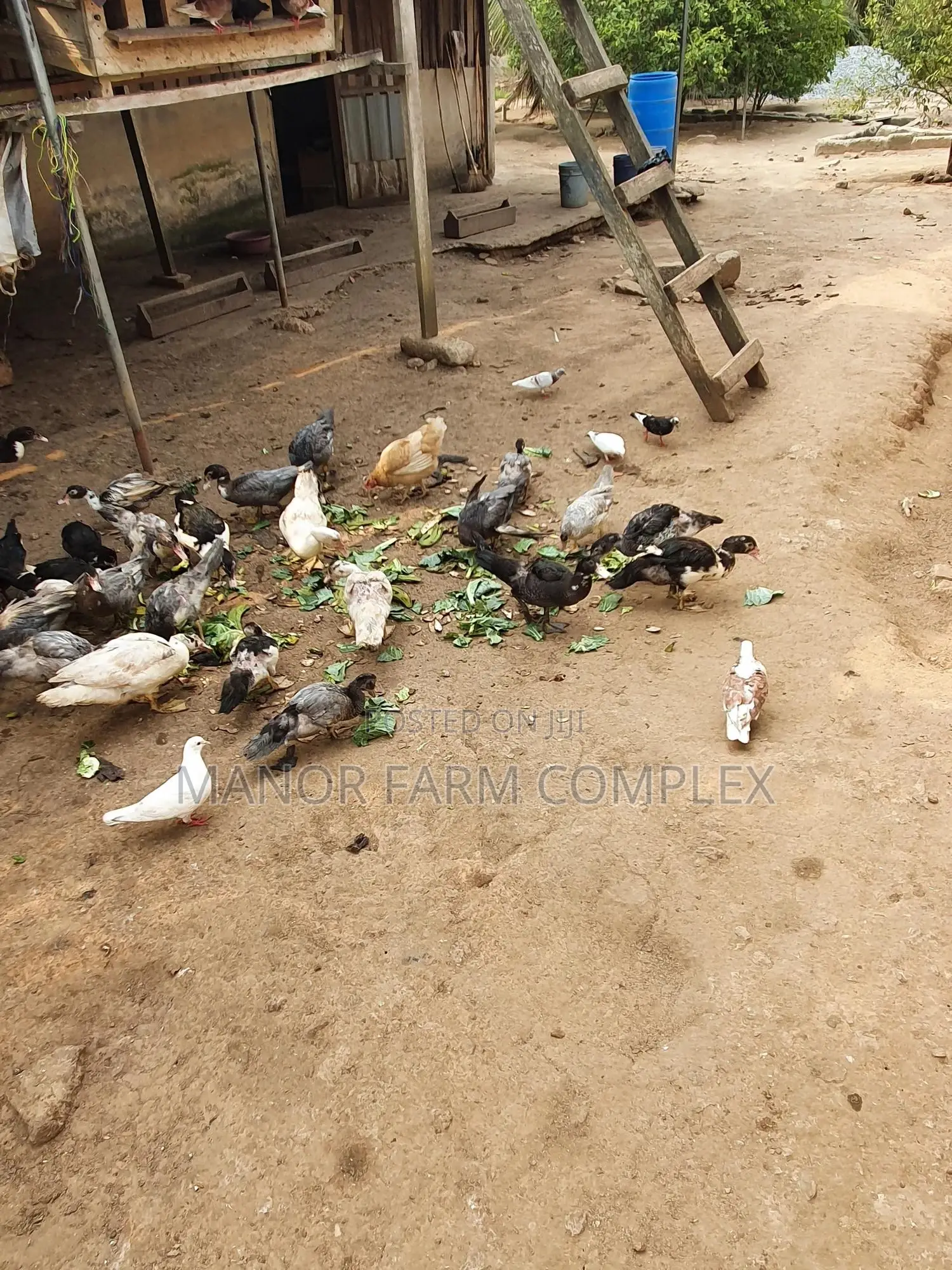 Young Exotic & Local Organic Duck Available