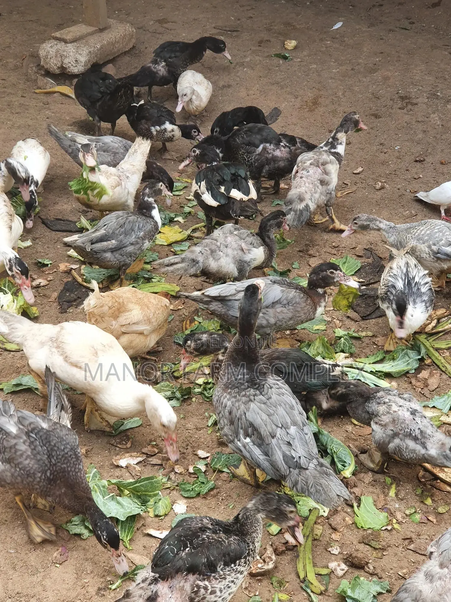 Young Exotic & Local Organic Duck Available