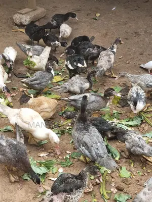 Young Exotic & Local Organic Duck Available