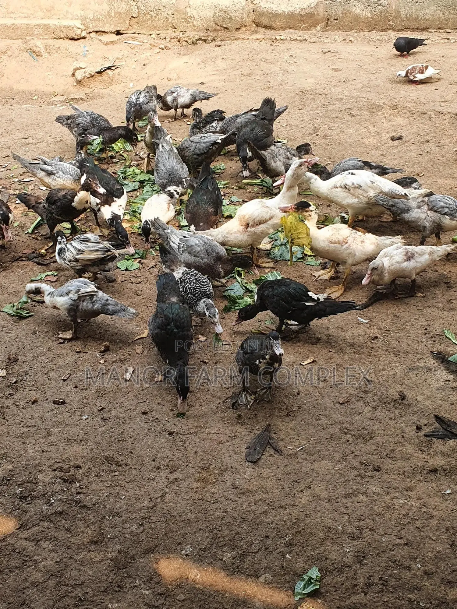 Young Exotic & Local Organic Duck Available