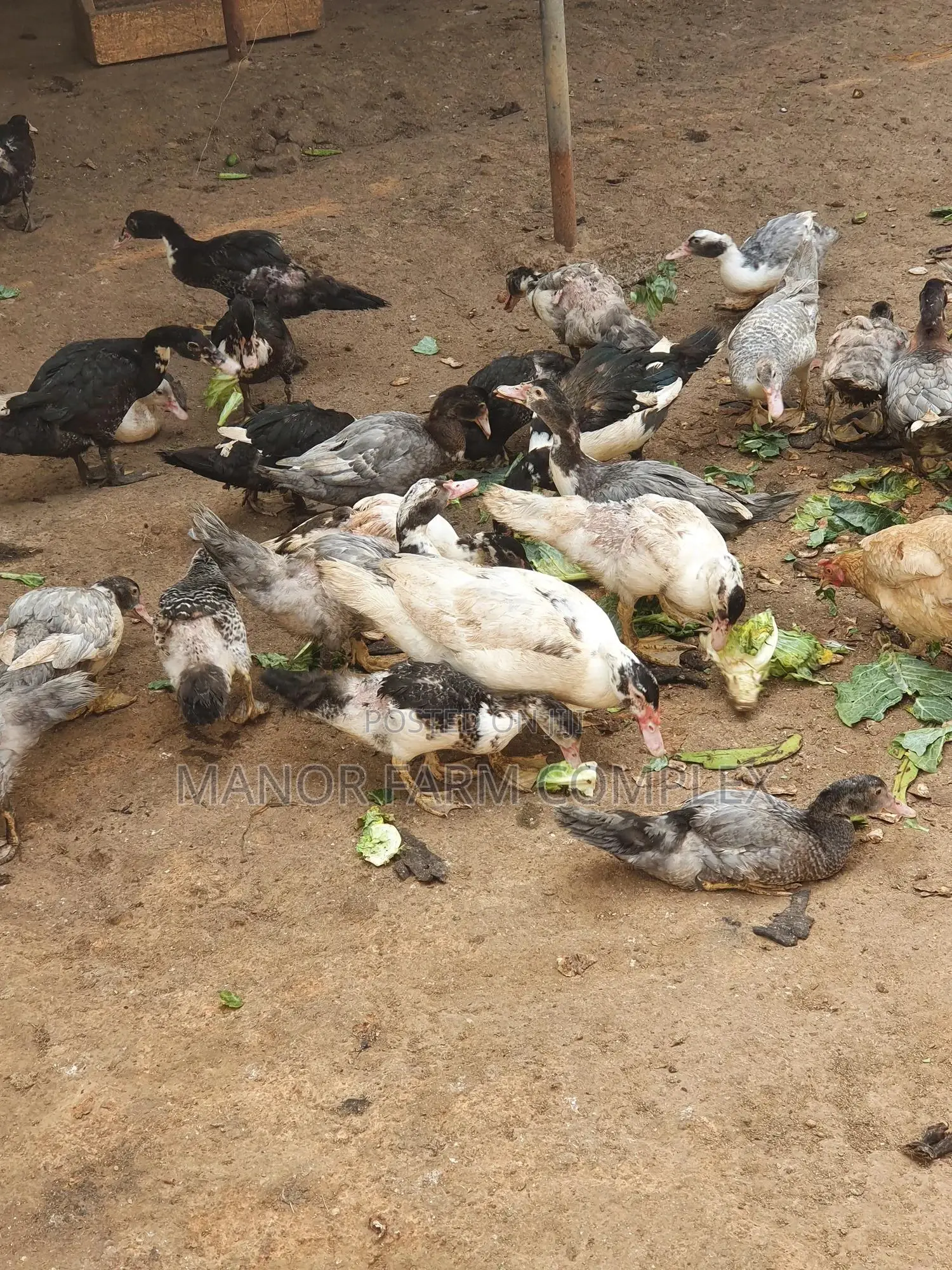 Young Exotic & Local Organic Duck Available