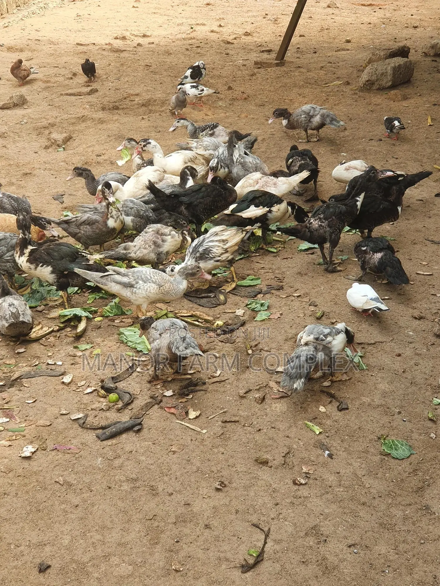 Young Exotic & Local Organic Duck Available