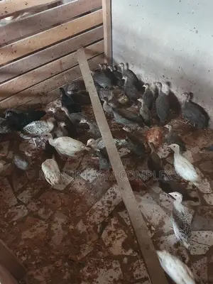 Young Exotic Local Organic Guinea Fowls,All Sizes Availabl