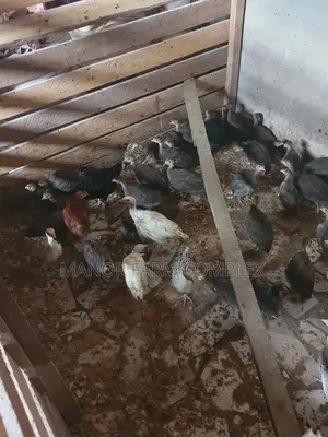Young Exotic Local Organic Guinea Fowls,All Sizes Availabl