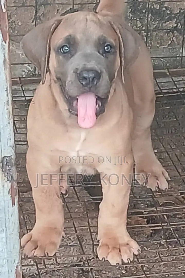 1-3 months Female Purebred Boerboel
