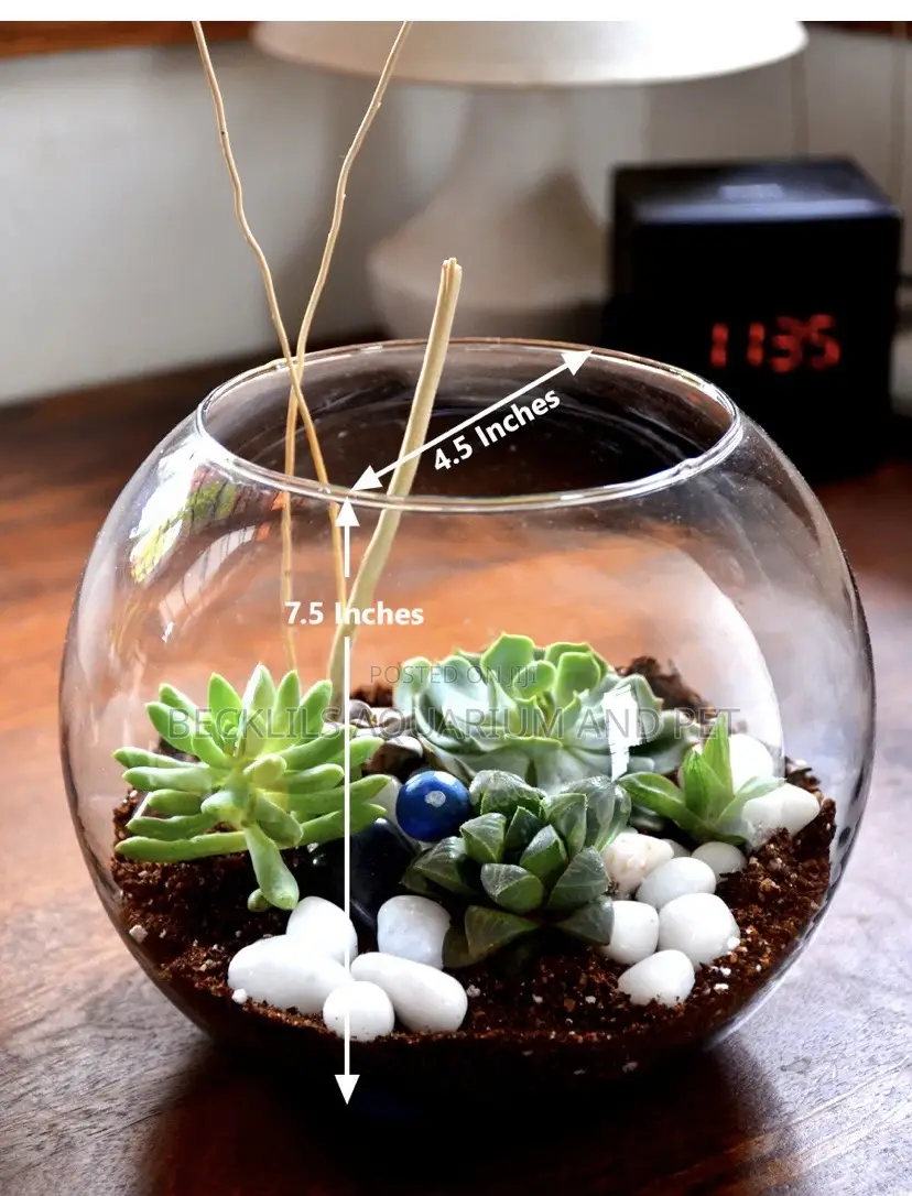 Round Fish Bowl With Fish