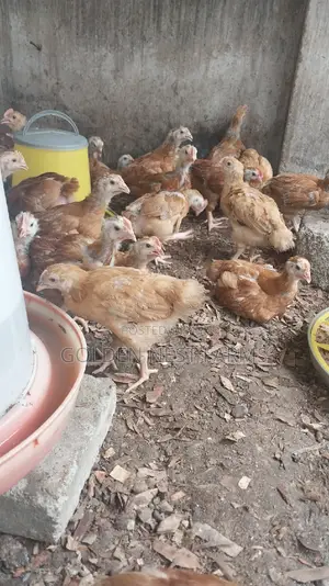 Four Weeks Sasso Birds