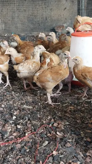Four Weeks Sasso Birds