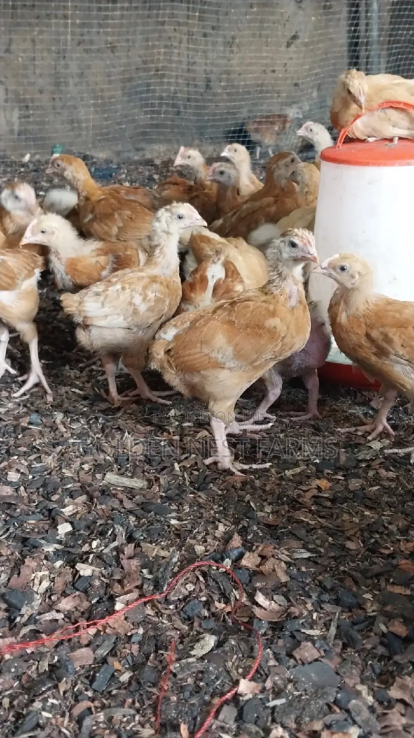 Four Weeks Sasso Birds