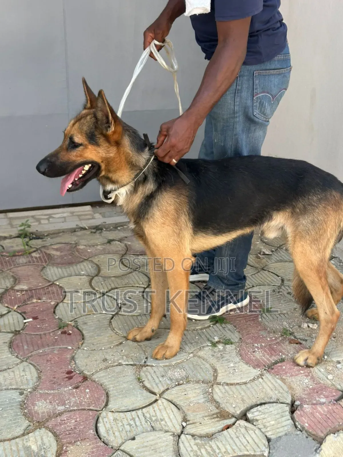 6-12 months Male Purebred German Shepherd