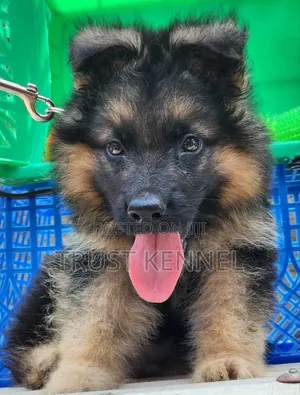 3-6 months Female Purebred German Shepherd