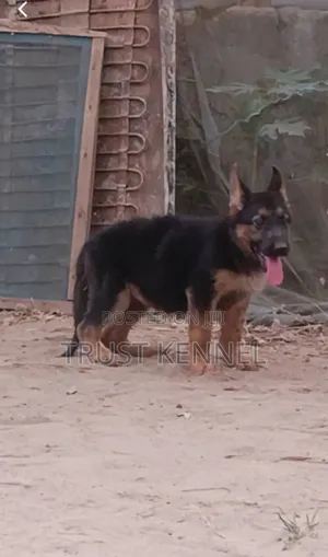 1-3 months Male Purebred German Shepherd