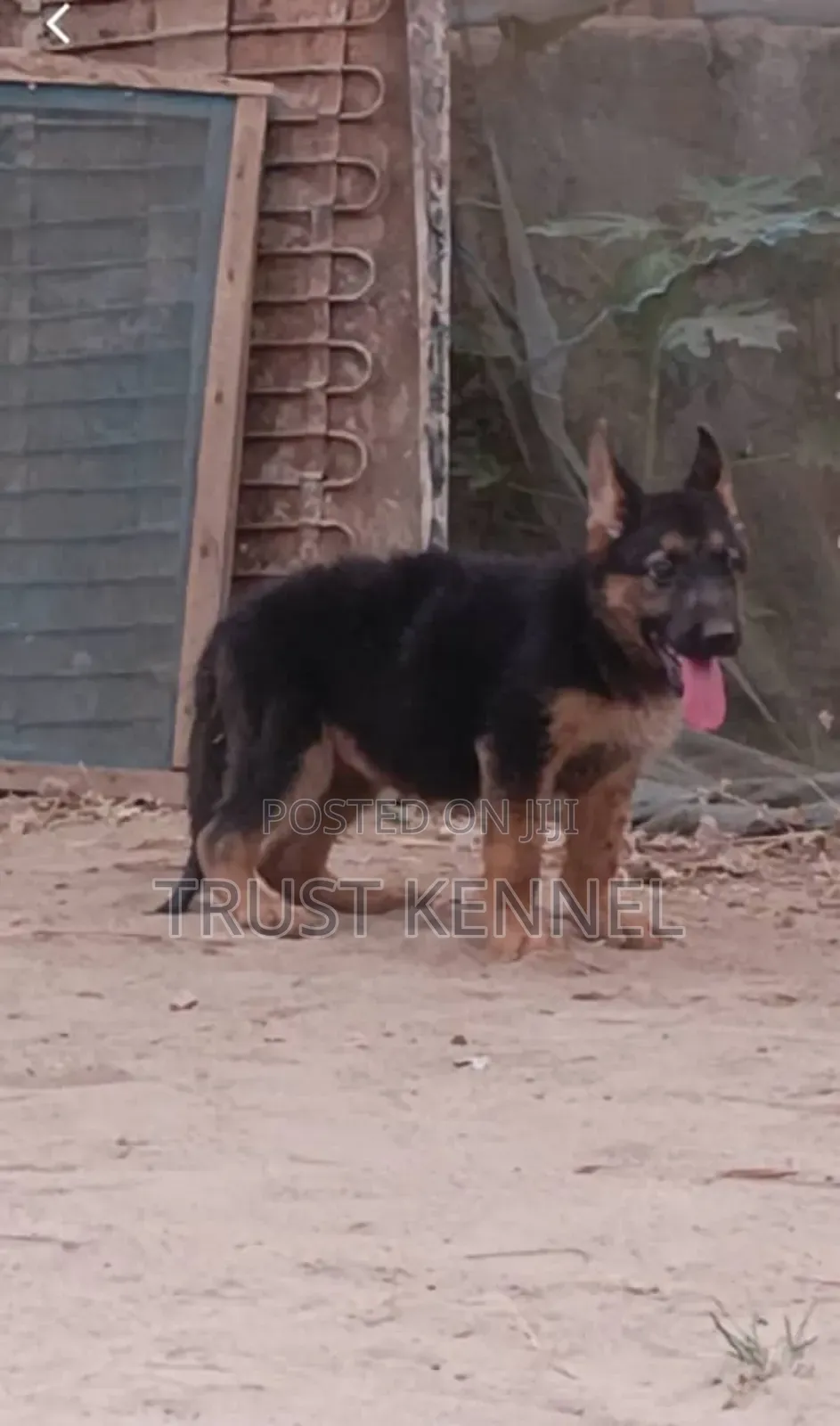 1-3 months Male Purebred German Shepherd