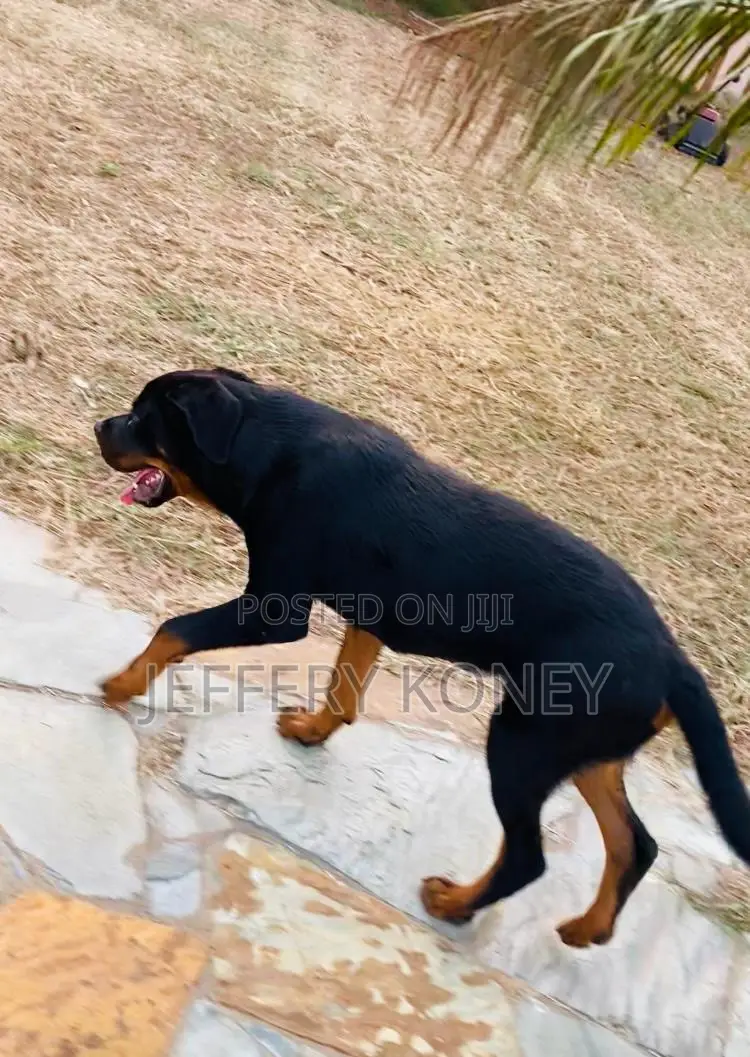 6-12 months Male Purebred Rottweiler