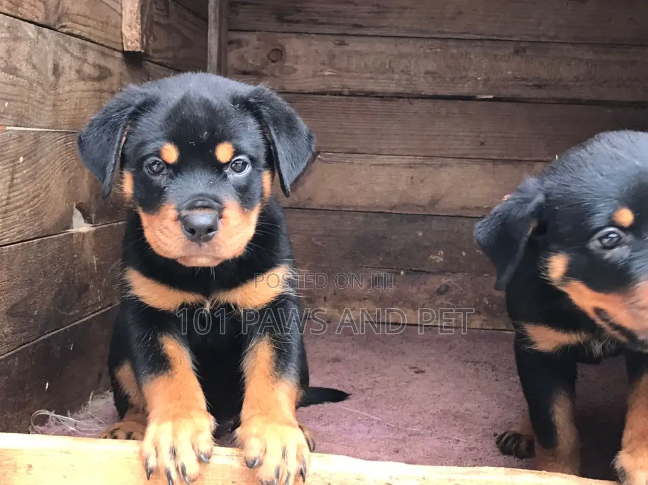 1-3 months Female Purebred Rottweiler
