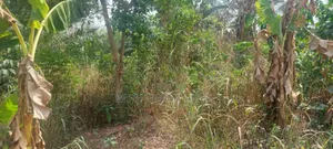 3 Plots of Land Located at Kwabere Kasaam for Sale