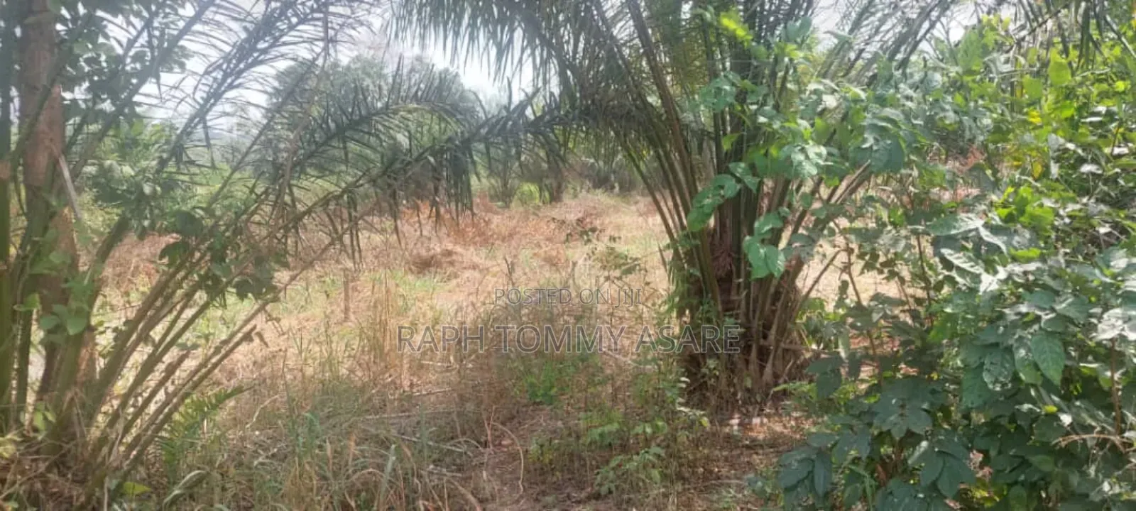 3 Plots of Land Located at Kwabere Kasaam for Sale