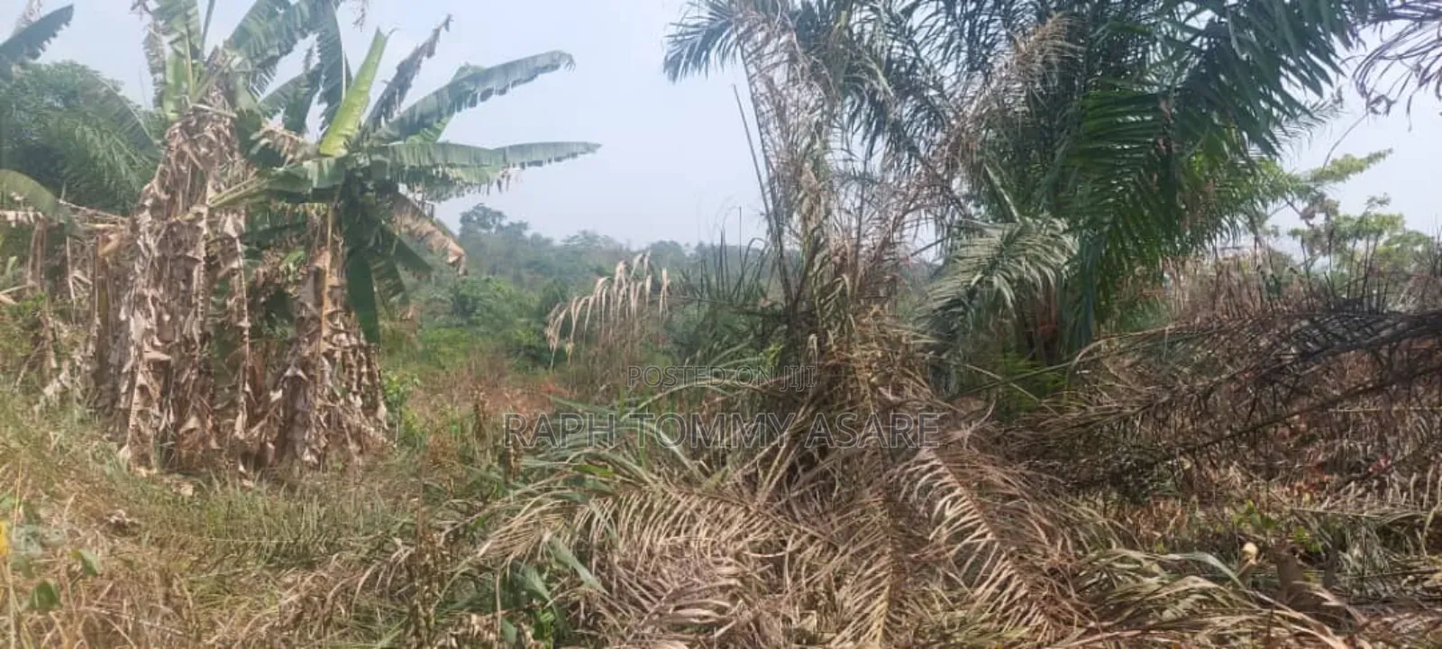 3 Plots of Land Located at Kwabere Kasaam for Sale