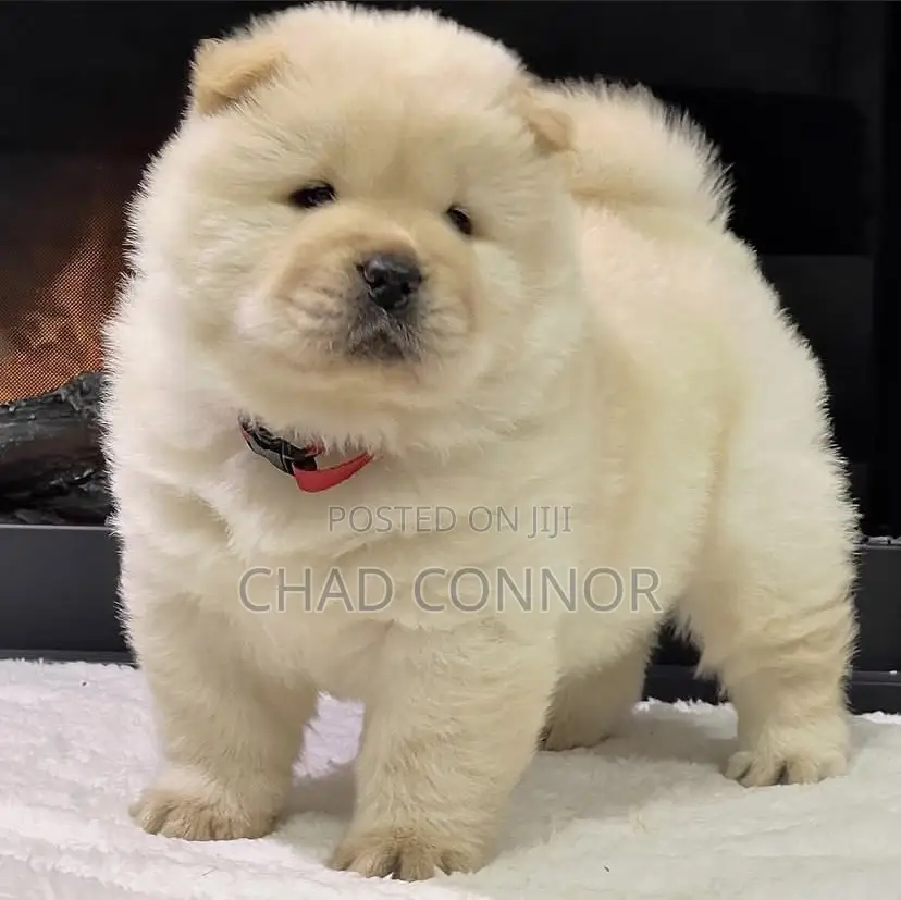 1-3 months Male Purebred Chow Chow