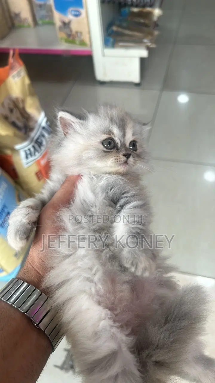 1-3 months Female Purebred Persian