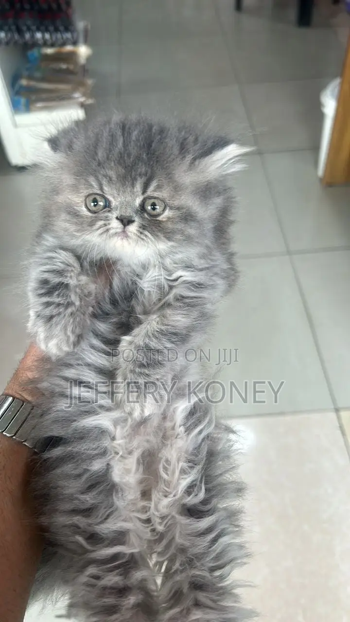 1-3 months Female Purebred Persian