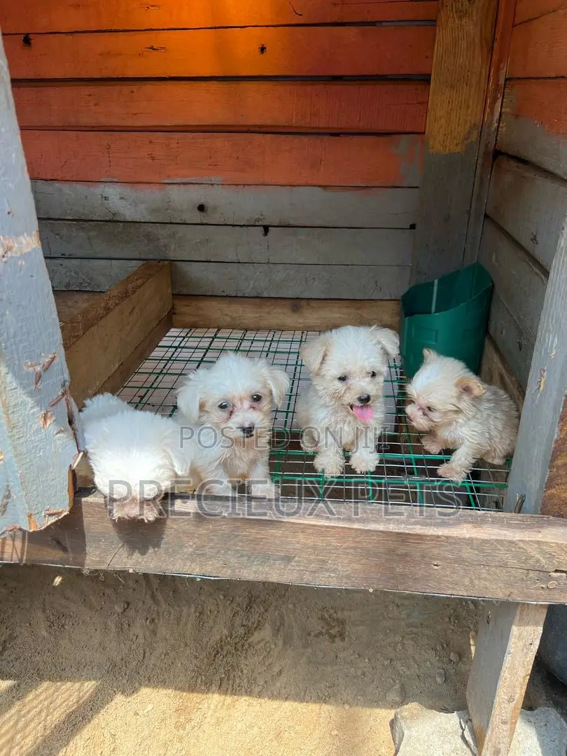 1-3 months Female Purebred Maltese