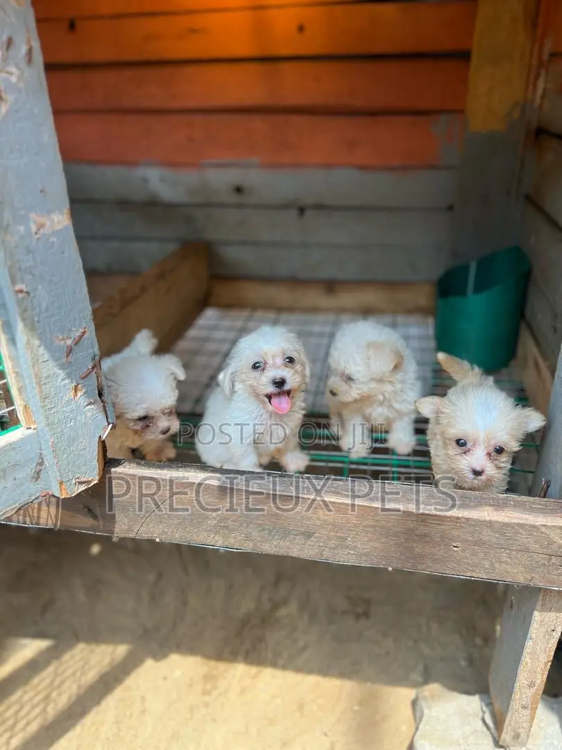 1-3 months Female Purebred Maltese