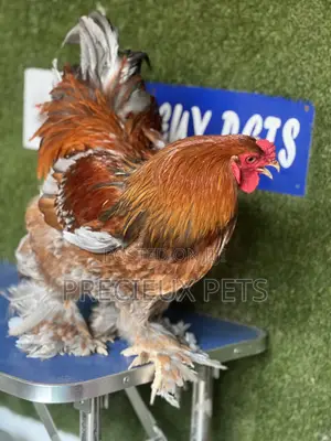 Adolescents Male Brahma Chicken