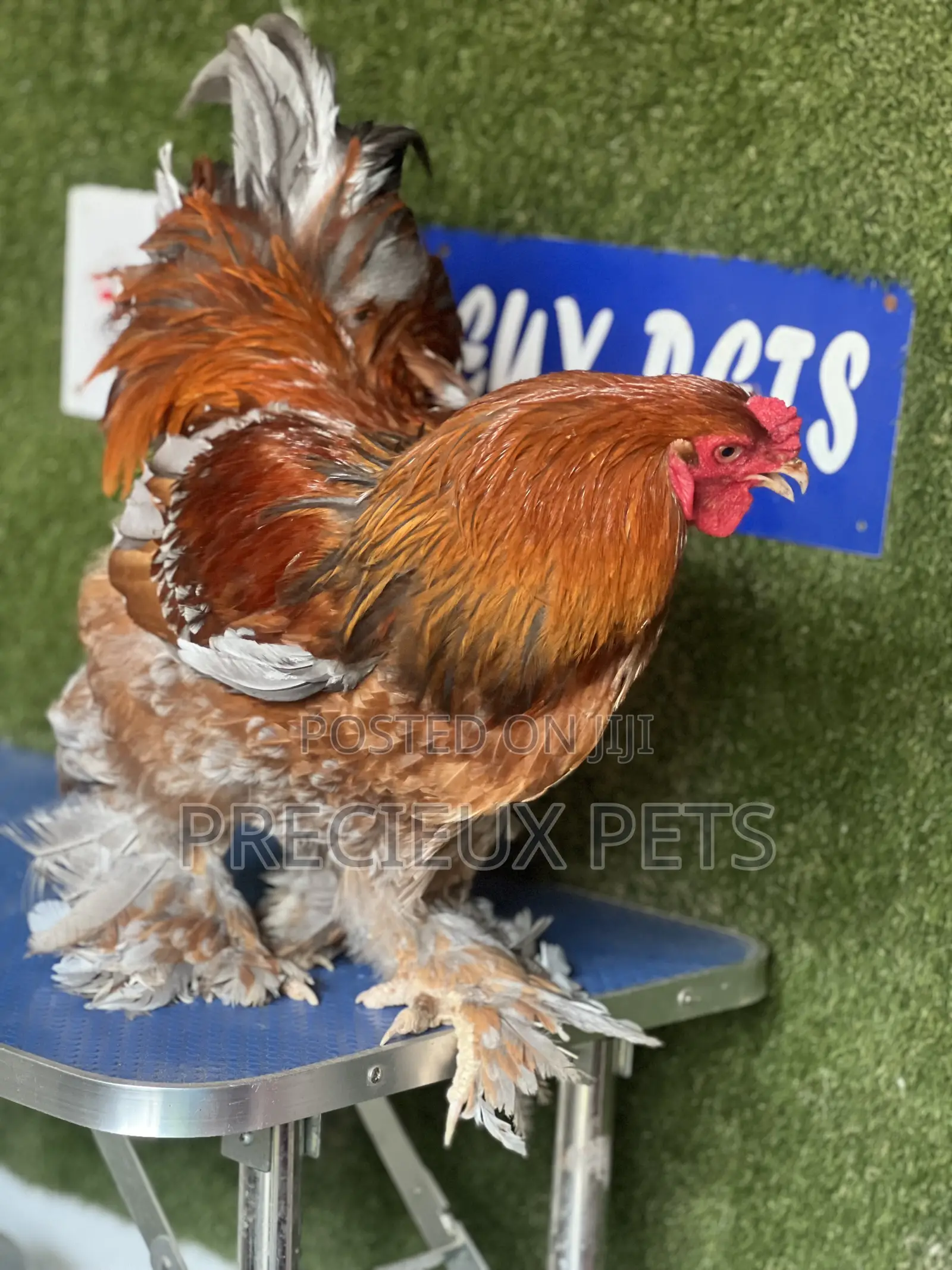 Adolescents Male Brahma Chicken