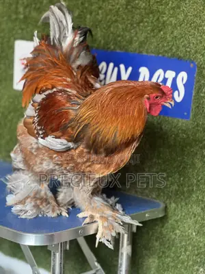Adolescents Male Brahma Chicken