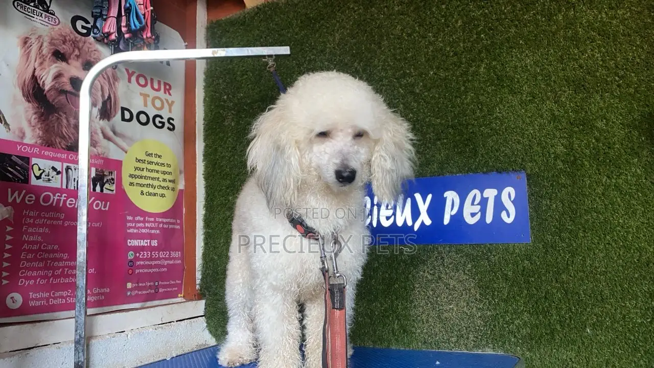 1+ year Female Purebred Poodle