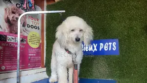 1+ year Female Purebred Poodle