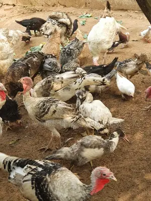 Young/Matured Hybrid Exotic Healthy Turkeys