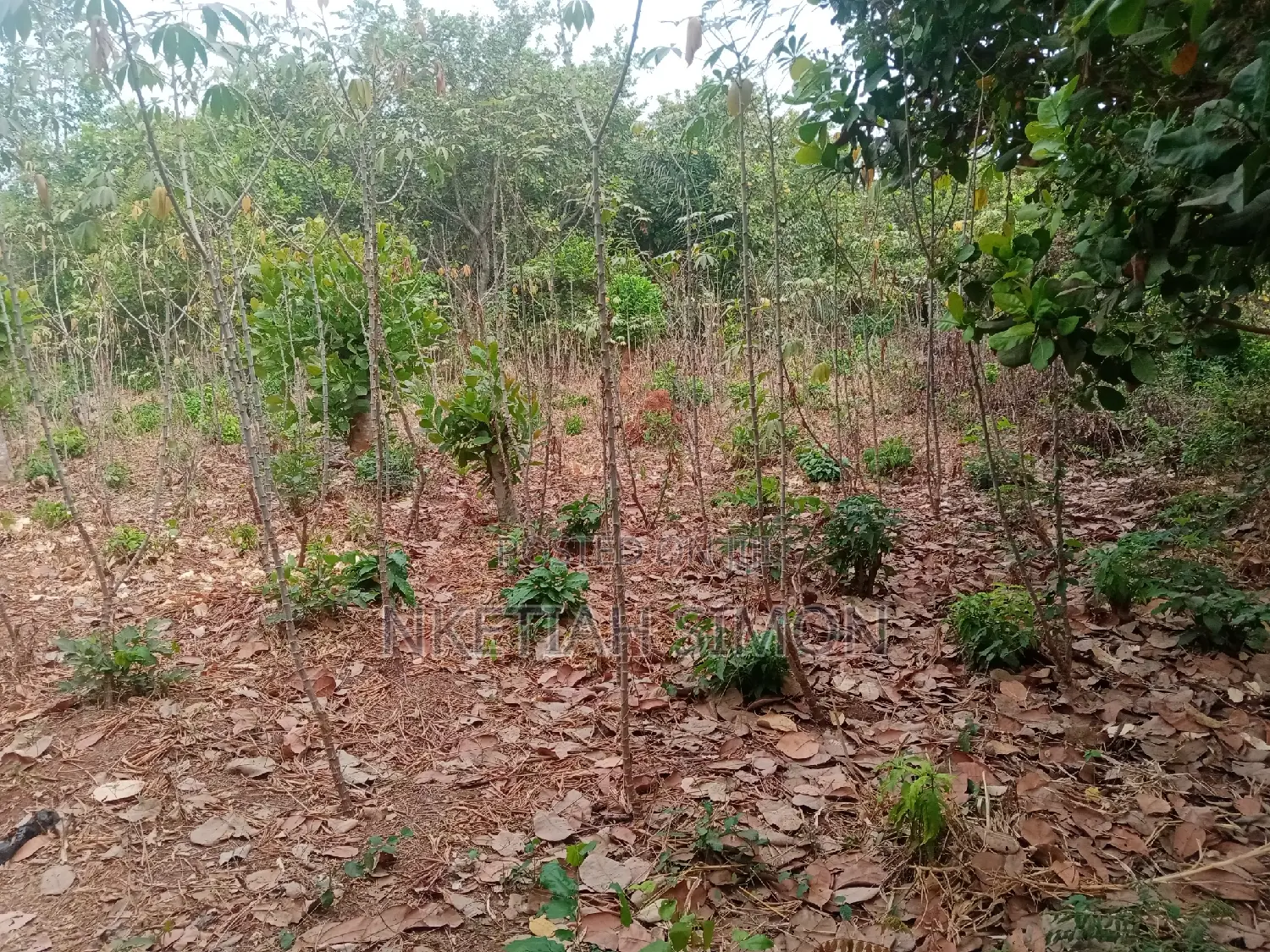 A Residential Plot in Sunyani Benu Nkwanta