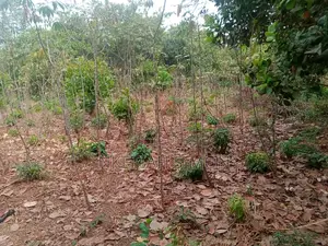 A Residential Plot in Sunyani Benu Nkwanta