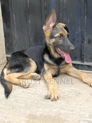 3-6 months Male Purebred German Shepherd