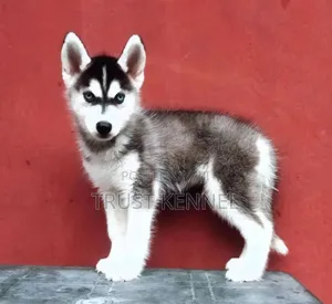 1-3 months Male Purebred Siberian Husky