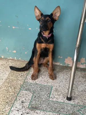 1-3 months Male Purebred German Shepherd