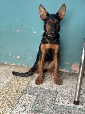 1-3 months Male Purebred German Shepherd