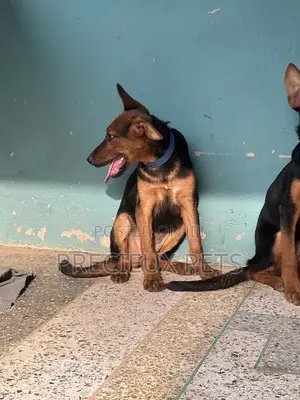 1-3 months Female Purebred German Shepherd