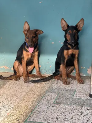 1-3 months Female Purebred German Shepherd