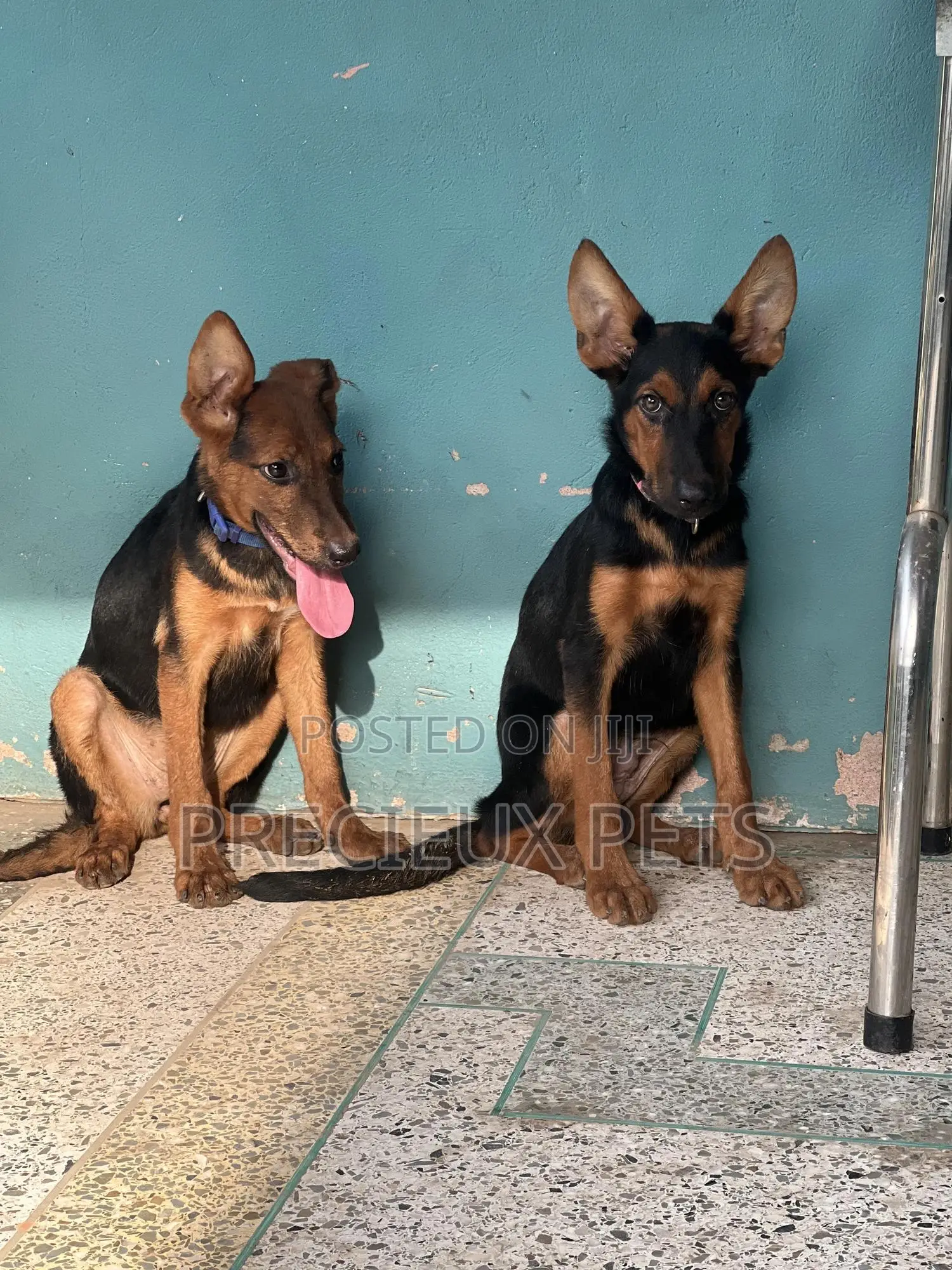 1-3 months Female Purebred German Shepherd