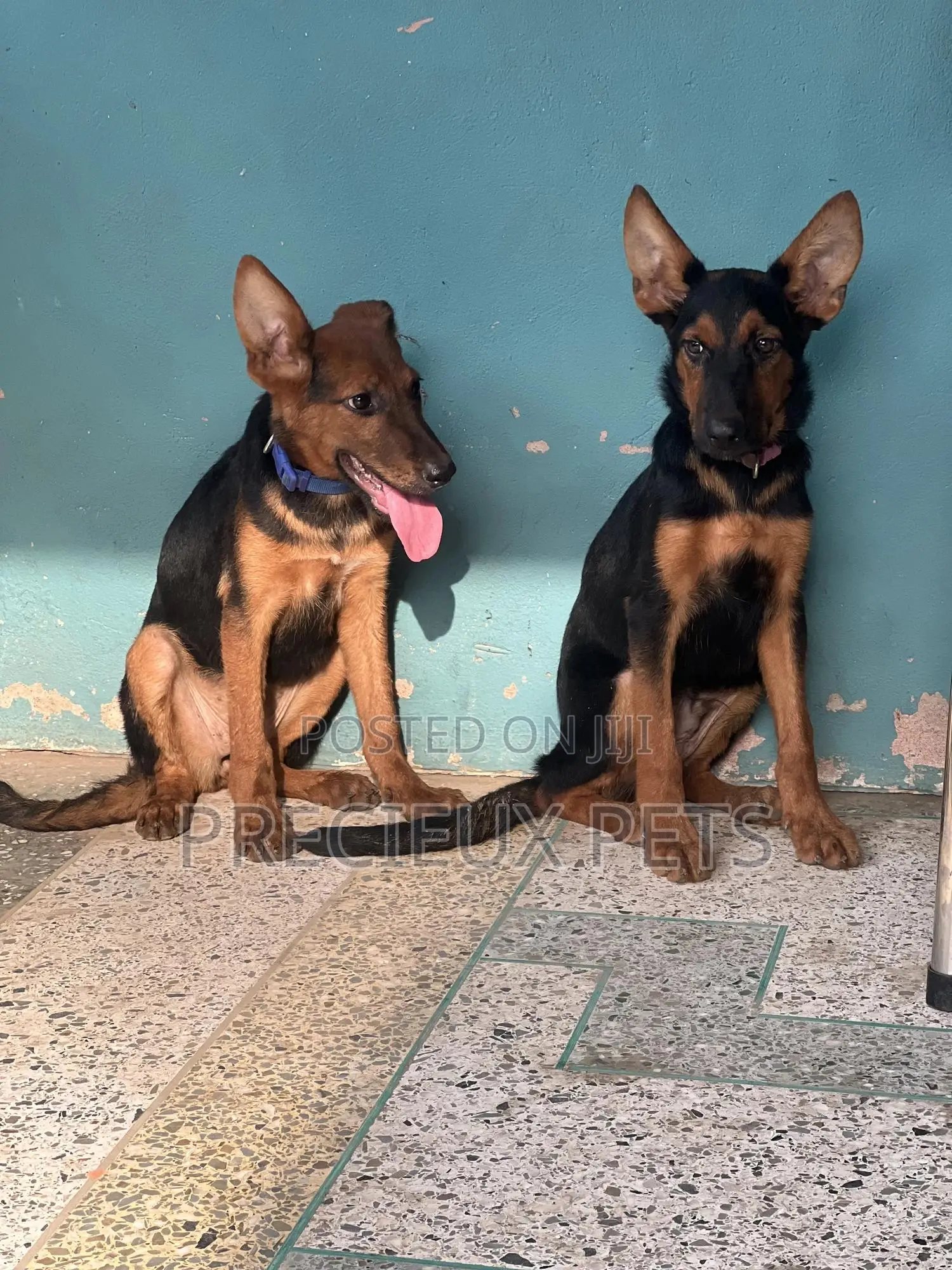 1-3 months Female Purebred German Shepherd