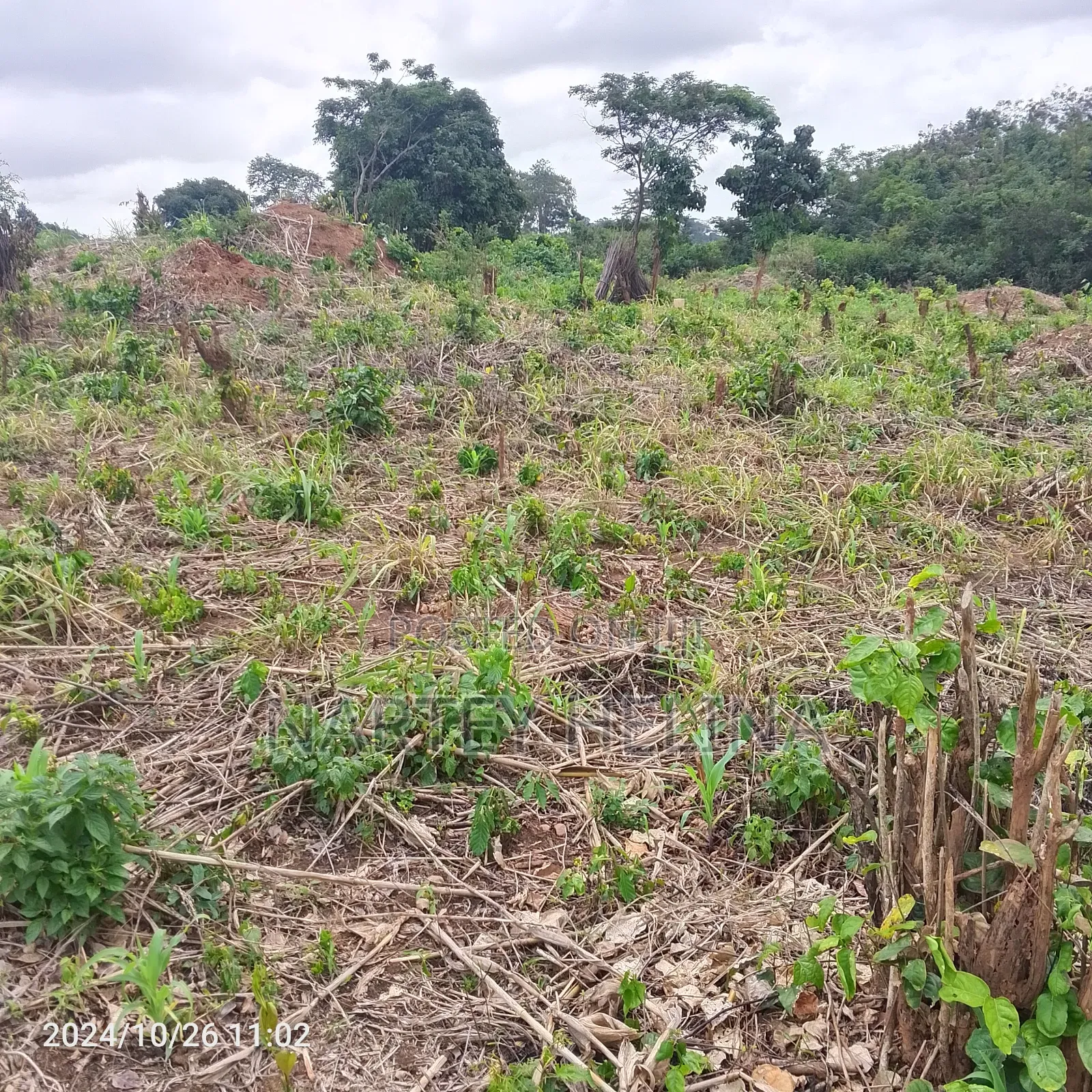 Alpha Lands At Buduata Township For Sale