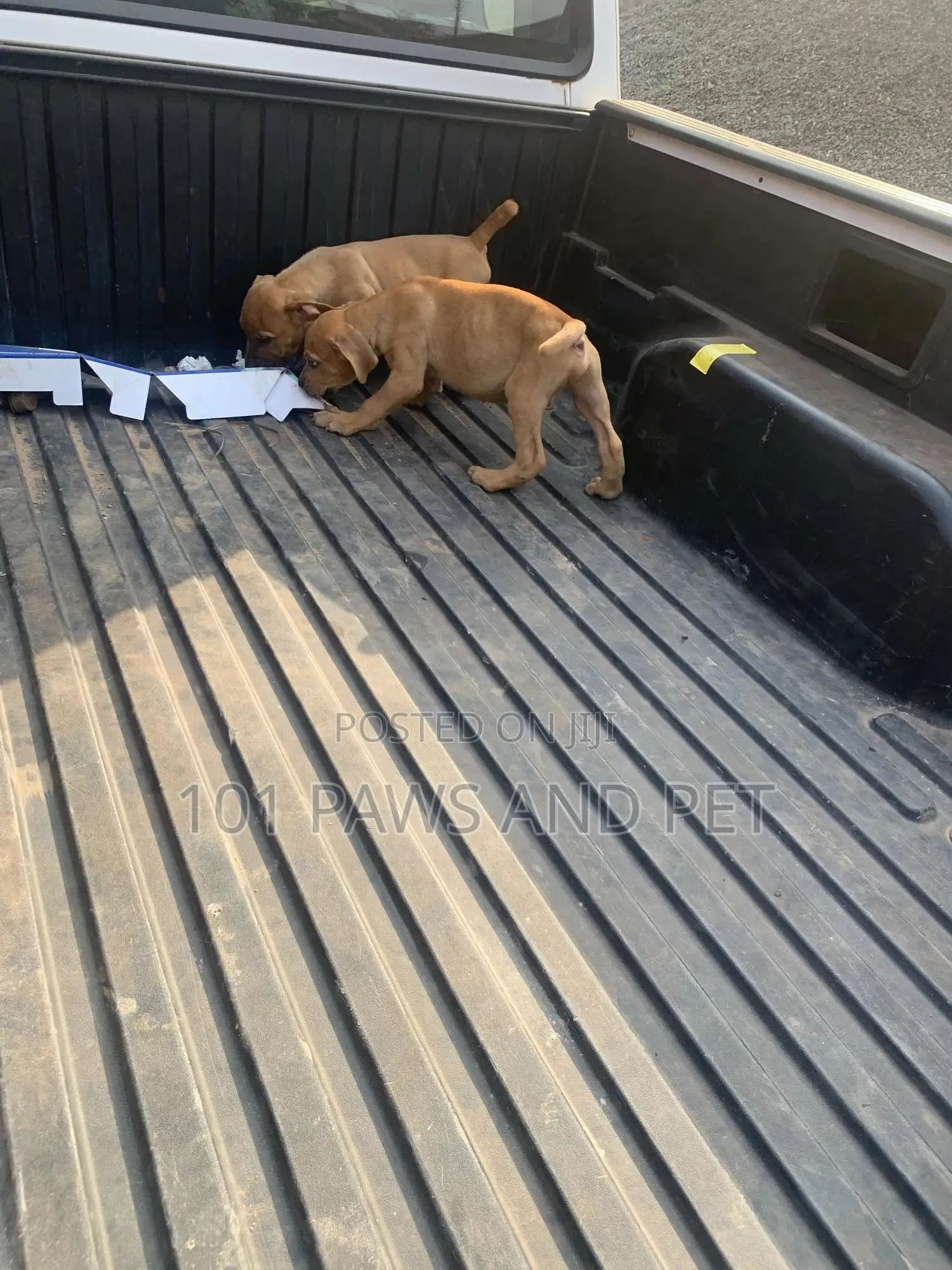 1-3 months Male Purebred Boerboel