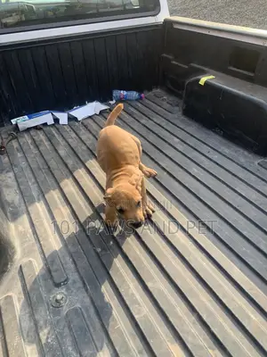 1-3 months Male Purebred Boerboel