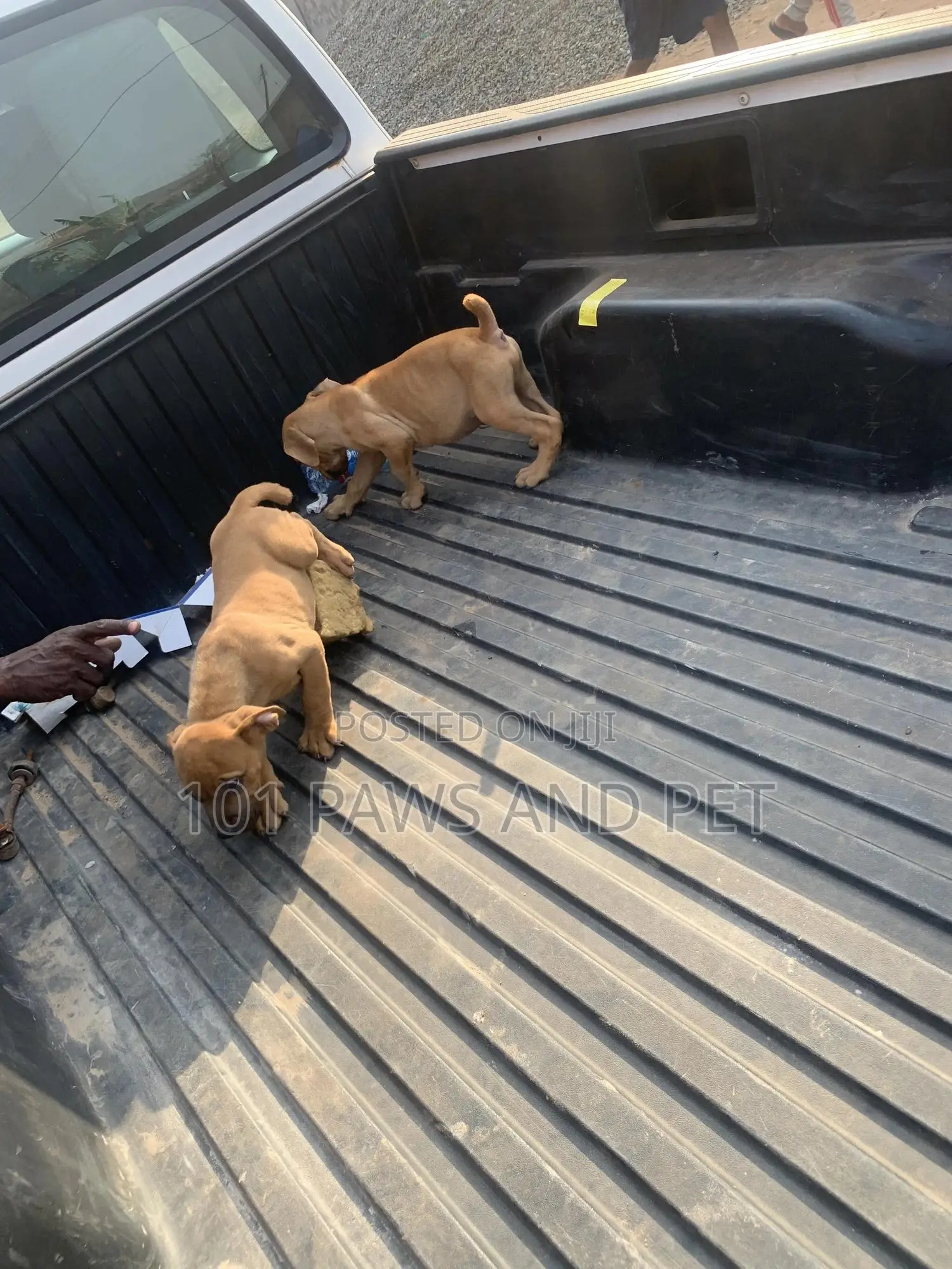 1-3 months Male Purebred Boerboel