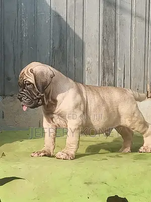 1-3 months Male Purebred Bullmastiff