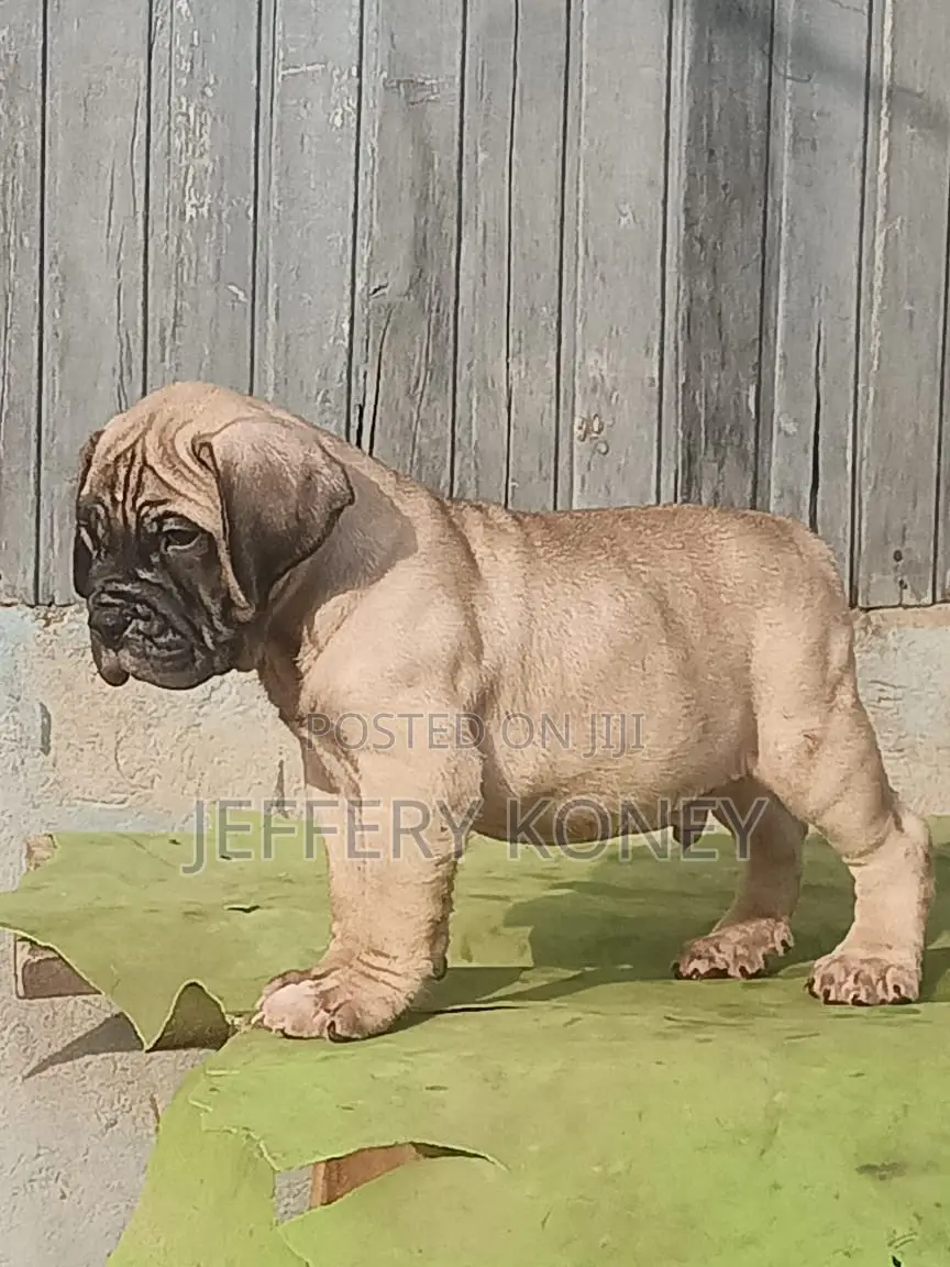 1-3 months Male Purebred Bullmastiff